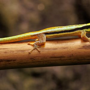Yellow-headed Day Gecko  / 23-3-22 / Dartmoor Zoo