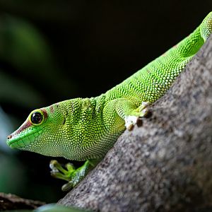 Giant Day Gecko / 23-3-22 / Dartmoor Zoo