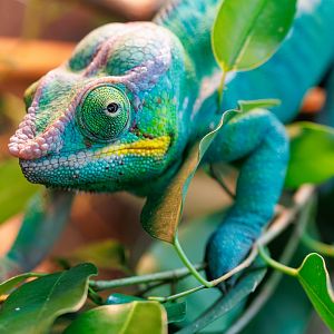 Nosy Be Panther Chameleon / 23-3-22 / Dartmoor Zoo
