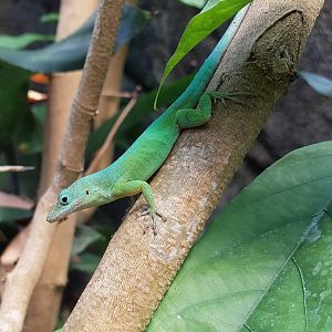 Anolis marmoratus