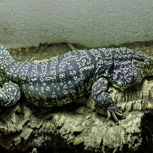 Black & White Tegu / 23-3-22 / Dartmoor Zoo