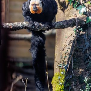 White faced Saki / 23-3-22 / Dartmoor Zoo