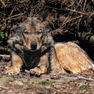 Gregorio - Iberian Wolf / 23-3-22 / Dartmoor Zoo