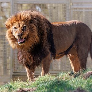 Jasiri - Lion / 23-3-22 / Dartmoor Zoo