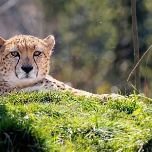 South African Cheetah / 23-3-22 / Dartmoor Zoo