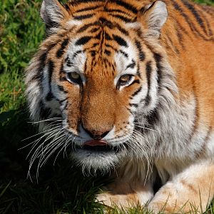 Dragan - Amur Tiger / 23-3-22 / Dartmoor Zoo