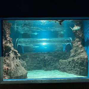 Costa Teguise Aquarium - Lanzarote 2