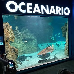 Costa Teguise Aquarium - Lanzarote