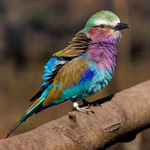Lilac Breasted Roller / 23-3-22 / Dartmoor Zoo
