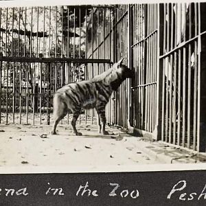 Striped hyaena - Peshawar zoo (old) 1920's