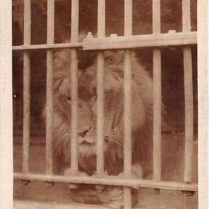Lion - Peshawar zoo (old) 1920's