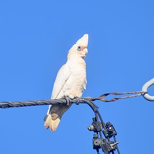 Little Corella