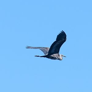 White-necked Heron