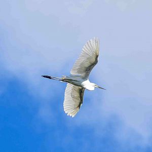 Eastern Great Egret