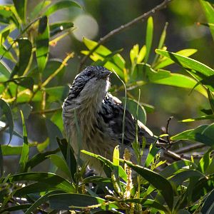 Striped Honeyeater
