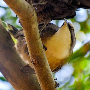Grey-crowned Babbler
