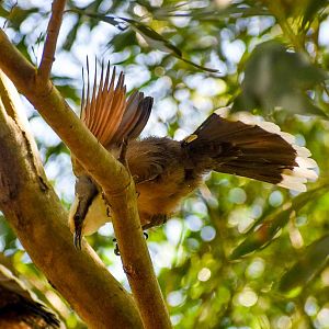 Grey-crowned Babbler