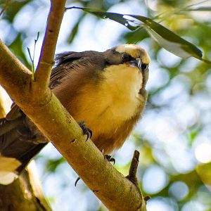 Grey-crowned Babbler