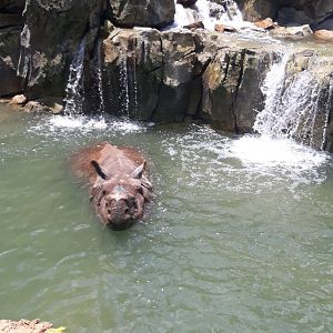 Indian rhino cools off
