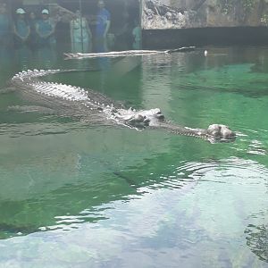 Male gharial close up
