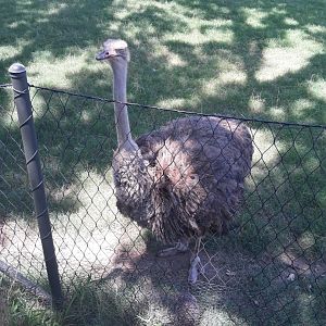Ostrich dozing off