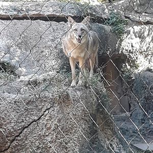 Coyote awake this time