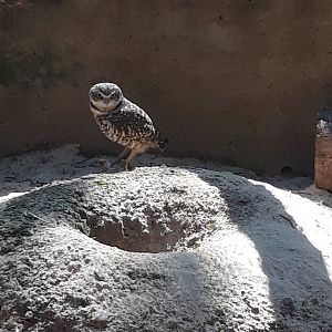 Burrowing owl ever alert