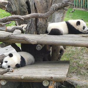 Panda cubs