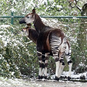 Okapi - snow in april