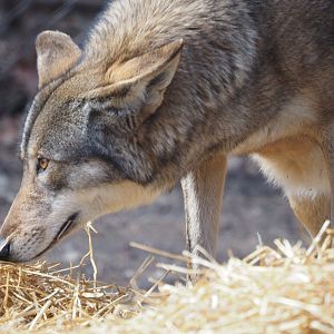 Red wolf
