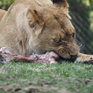 African lion eating