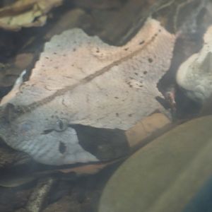 Gaboon viper