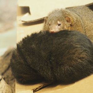 Common dwarf mongooses