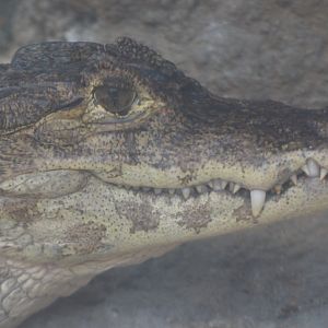 Spectacled caiman