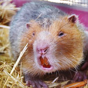 Indomalayan Bamboo Rat (Rhizomys sumatrensis)