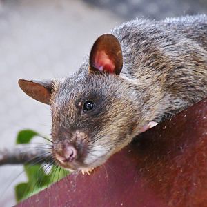 Gambian Pouched Rat (Cricetomys gambianus)