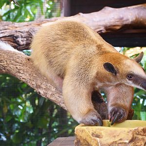 Southern Tamandua (Tamandua tetradactyla)