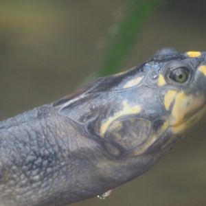 Yellow-spotted river turtle