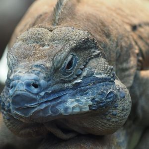 Jamaican iguana