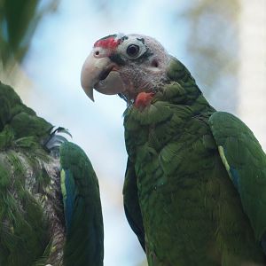 Puerto Rican amazons