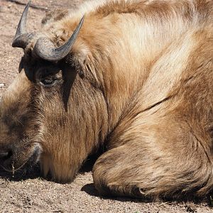 Sichuan takin