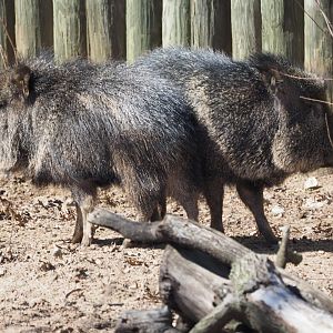 Chacoan peccaries