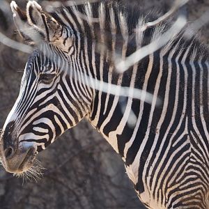 Grevy's zebra