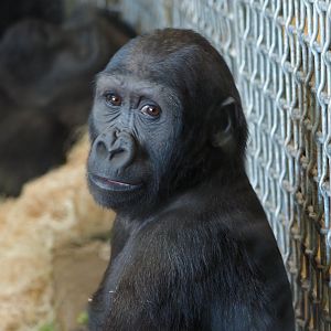 Young western lowland gorilla