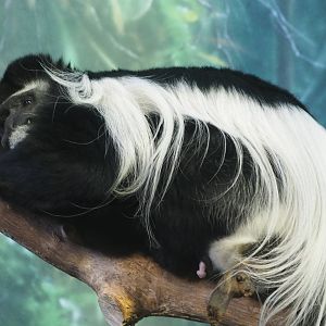 Eastern black and white colobus