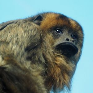 Southern black howler monkey
