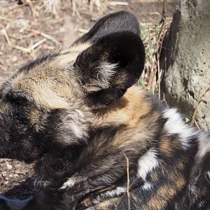 African wild dog