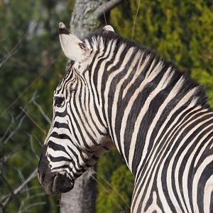 Grant's zebra
