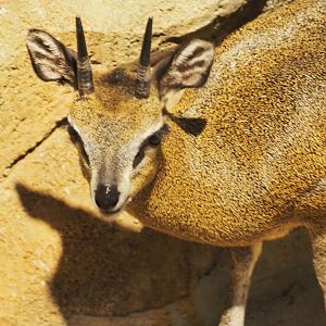 Klipspringer