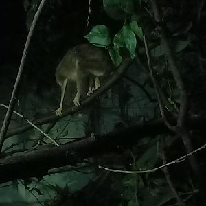 Northern dry zone slender loris